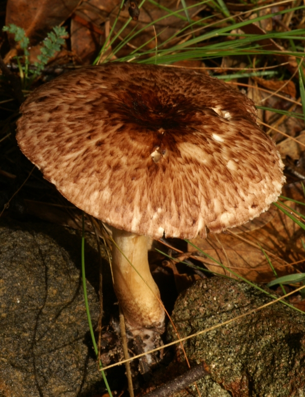 Agaricus austrovinaceus
